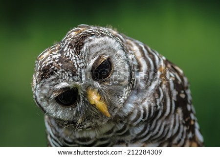 ufous-legged owl with green background
