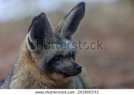 Bat-eared fox portrait close up