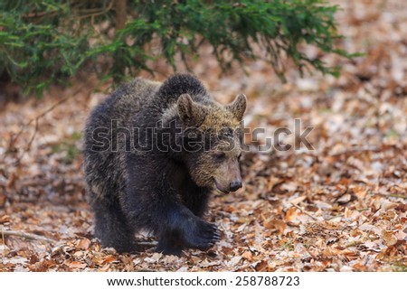 young brown bear walk in dry leaves