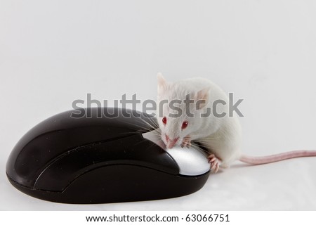 black mouse and white mouse