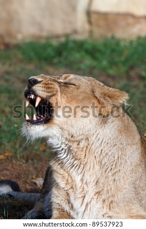 lioness with big teeth