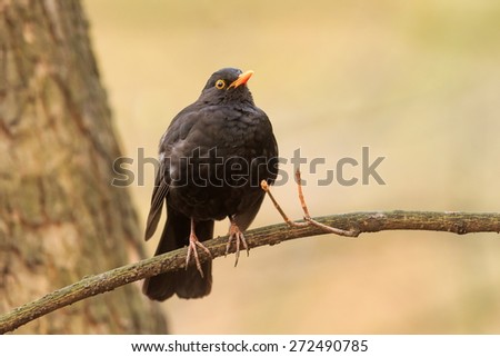common blackbird on the branch
