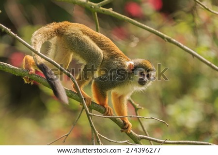 Common squirrel monkey is walking on tree