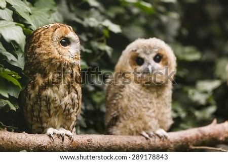 old and young tawny owl