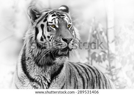 Siberian tiger portrait black and white