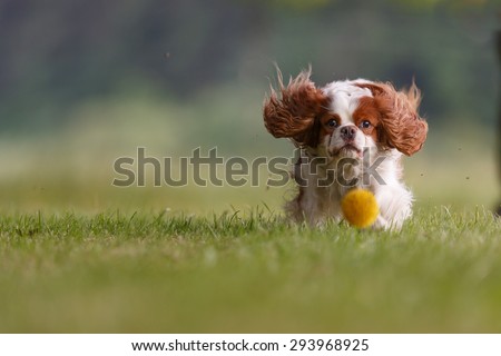 Cavalier king charles spaniel is plying with ball
