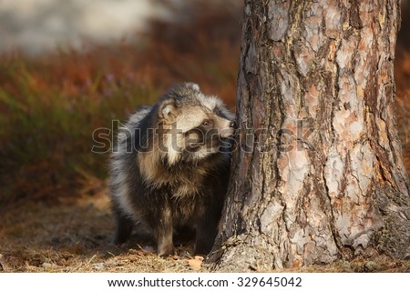 raccoon dog next tree