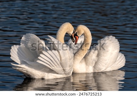 Similar – Image, Stock Photo Swan in water in ICM technique