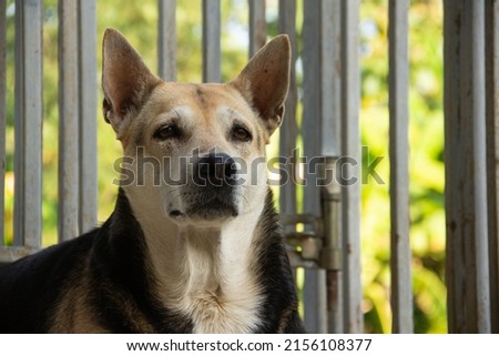 bi-colored dog with erect ears  lt is elegant within the background of steel spokes. Stock fotó © 