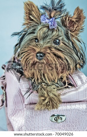 photo of young adorable yorkshire terrier inside the bag
