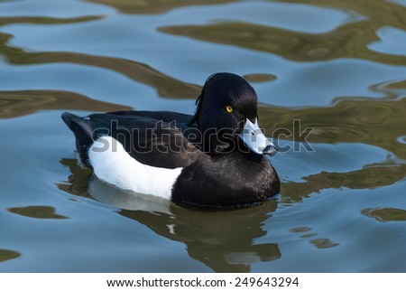 Black bird swimming in the pond
