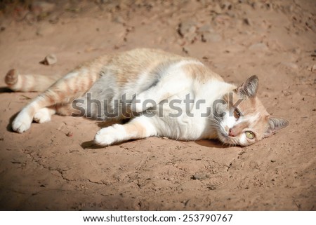 A cat with two colored eyes sleeping on the ground in a sunny day in vintage style