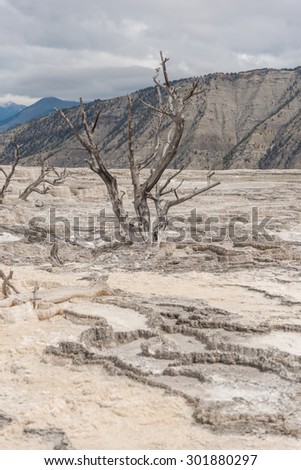 Isolated dead tree with no leaf on cracked soil as a result from global warming effect
