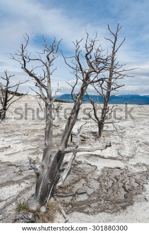 Isolated dead tree with no leaf on cracked soil as a result from global warming effect
