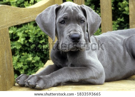 Great Dane Puppy lying on wooden bench, facing forward. Foto d'archivio © 