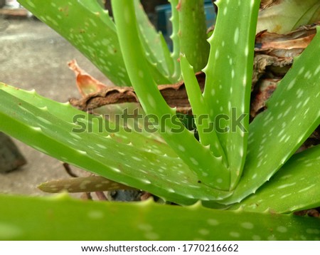 Similar – Image, Stock Photo Aloe vera spray and serum showing natural and eco-friendly beauty and body care product mockup