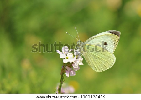 Similar – Image, Stock Photo Small cabbage white butterfly in light and shade