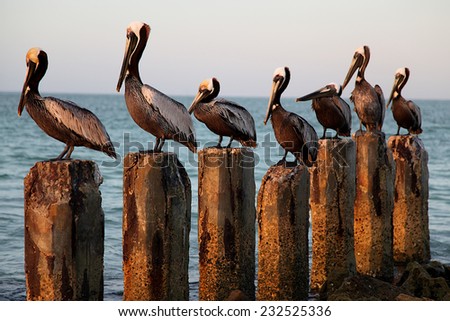 Seven Pelicans on Seven Wood Posts