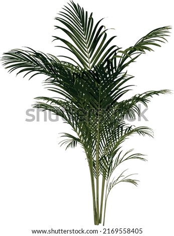Front view Plant (Golden cane palm Dypsis lutescens 2) Flower Tree png illustration vector	