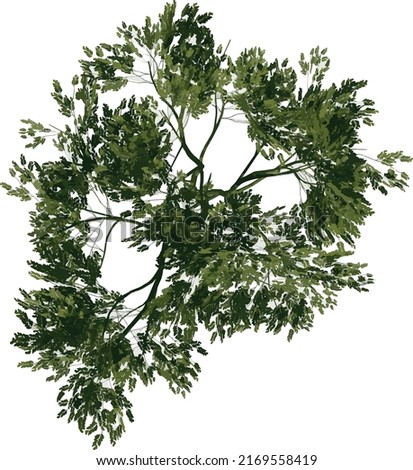 Top view of Tree ( Acacias 2) Plant png illustration vector	 Foto stock © 