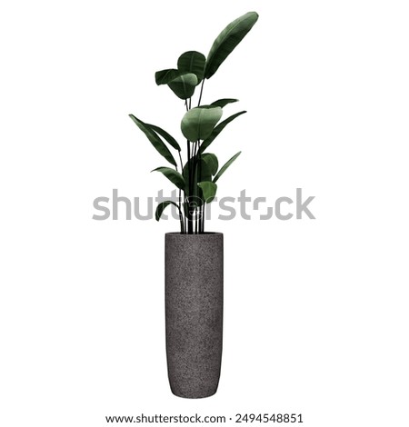 Similar – Image, Stock Photo pot plant Plant Pot plant