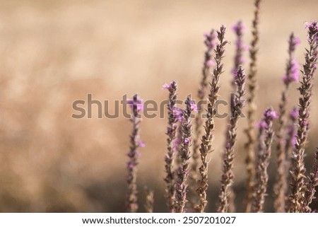 Similar – Foto Bild Lavendel Feld Umwelt Natur