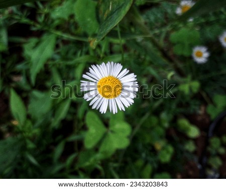 Similar – Foto Bild Gänseblümchen Blume