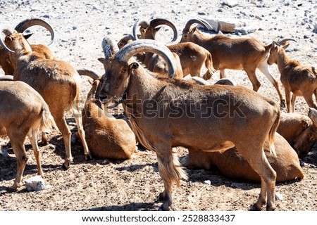 Similar – Image, Stock Photo Herd of Barbary sheep in bushes