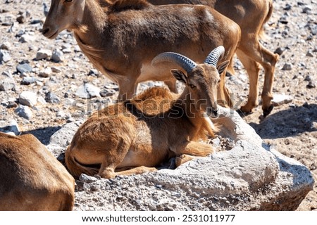 Similar – Image, Stock Photo Herd of Barbary sheep in bushes