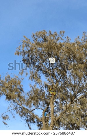 Image, Stock Photo Kite caught on tree kites