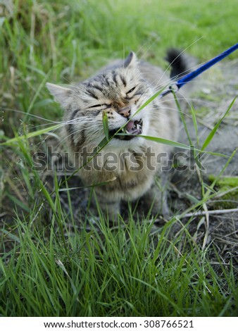 Domestic cat, on a leash, eating grass in the countryside. Short depth of field and a wider angle lens used.