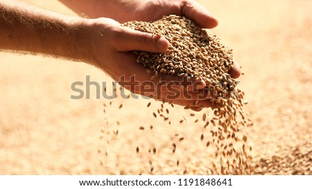 Similar – Image, Stock Photo Harvest time. The wheat is in full bloom right now. The stalks are bending.