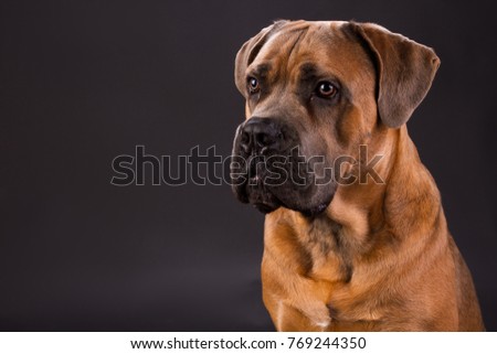 Similar – Foto Bild Boxer Hund Portrait Nahaufnahme Im Park