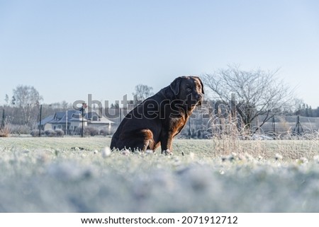 Photography of dog from low angle. Frost grass. Dog sitting on frosted grass. Frost covering everything. House, fence and tree in background. Brown labrador dog and frost all round. European frost.