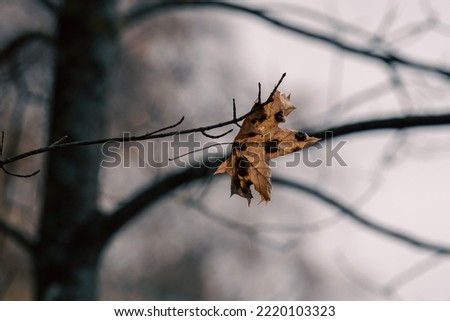 Similar – Image, Stock Photo Last small leaf still shining a little bit