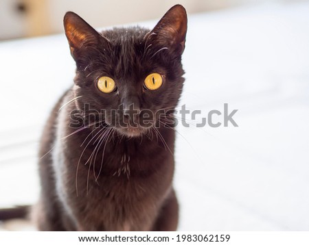 Black domestic female cat resting at home looking at camera. Bombay breed cat with golden irises. Black felines can be a bad or good omen, related to superstitions and Halloween. Foto d'archivio © 
