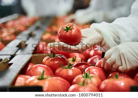 Cropped photo of an employee conducting the fresh produce quality control at the production site