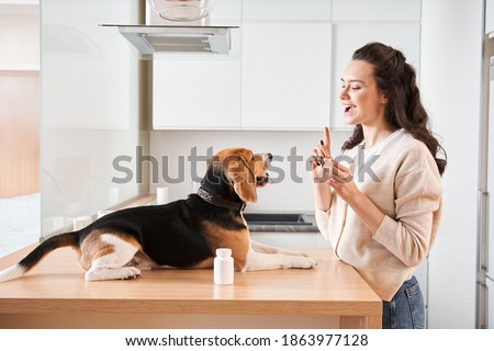 Similar – Image, Stock Photo Calm spotted dog sitting and looking up