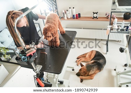 Similar – Image, Stock Photo new haircut Haircut Claw