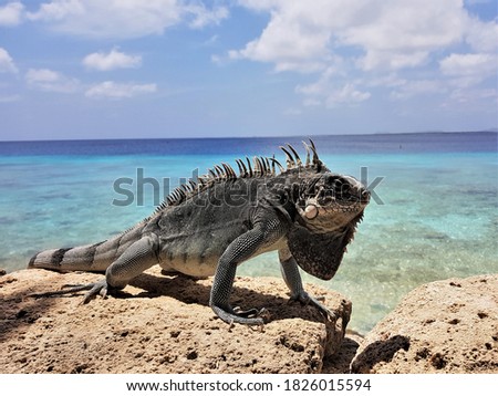 Bearded iguana (Lesser Antillean iguana) on the rocks . ocean in the background. Template for design of holiday greetings, decoration packaging, postcard, poster Foto d'archivio © 