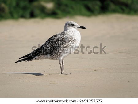 Similar – Foto Bild Silbermöwe am Hafen wartet auf Futter