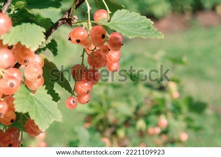 Similar – Image, Stock Photo pink currants on a bush