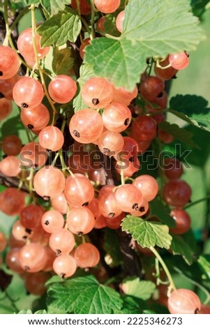 Image, Stock Photo pink currants on a bush