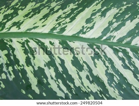 Nature big leaf pattern with white line on green leaf