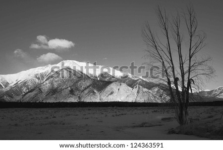 Black and white landscape of sunlit Mount Princeton, with silhouette of a tree in the foreground.