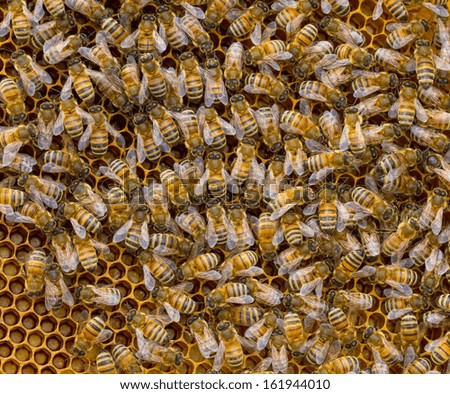 Honey bees on a honeycomb. Square composition. High level of detail.