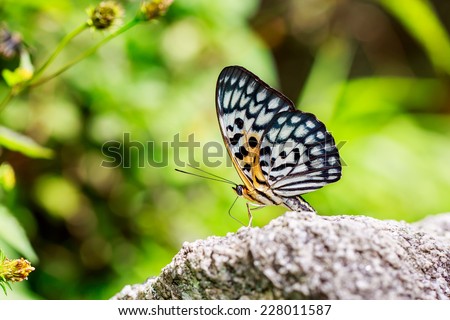 Beautiful butterfly (Panther, Neurosigma siva), butterfly of Thailand
