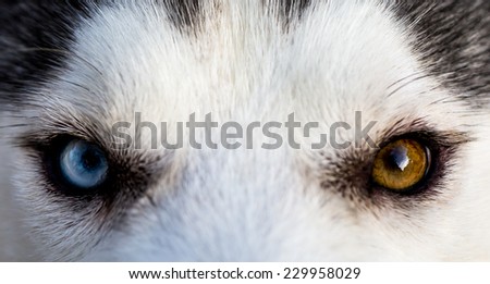 Close up on blue eyes and amber eyes of a dog