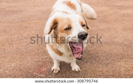 white brown dog tongue twist