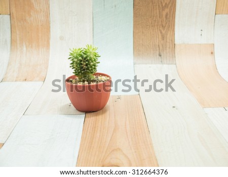 Heart cactus on wood background with clipping path
